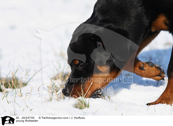 Rottweiler im Winter / young Rottweiler / JH-04739