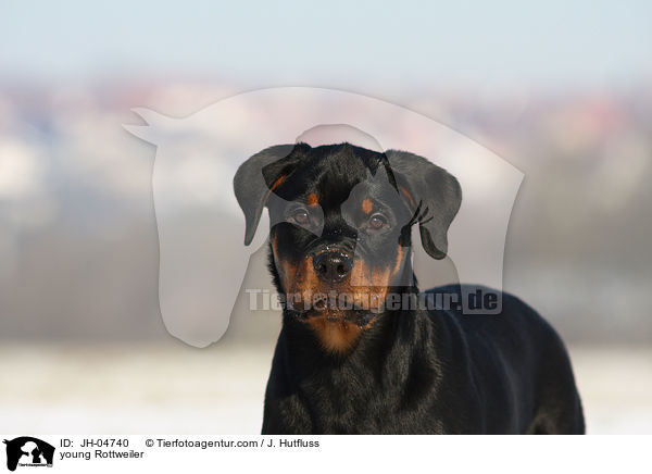 Rottweiler im Winter / young Rottweiler / JH-04740