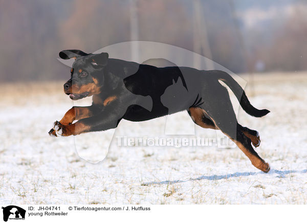 Rottweiler im Winter / young Rottweiler / JH-04741
