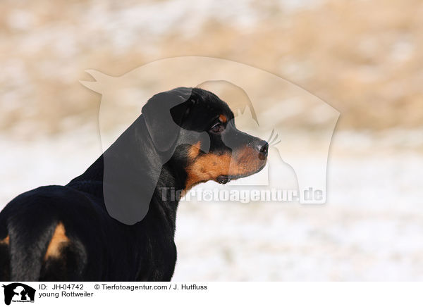 Rottweiler im Winter / young Rottweiler / JH-04742