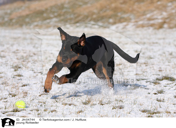 Rottweiler im Winter / young Rottweiler / JH-04744