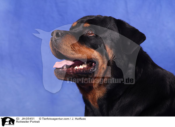 Rottweiler Portrait / Rottweiler Portrait / JH-05451
