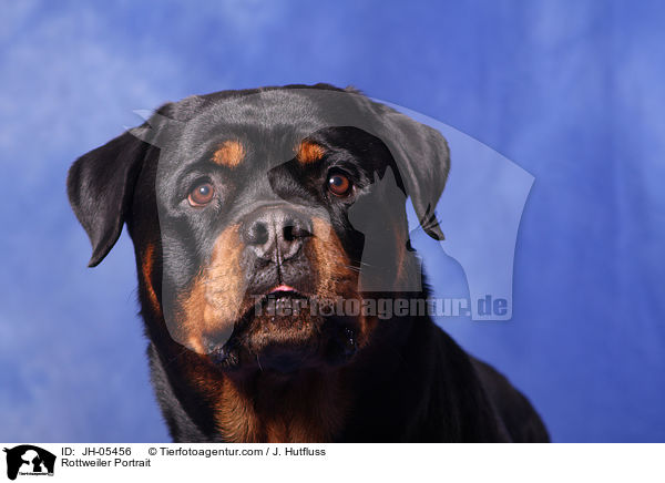 Rottweiler Portrait / Rottweiler Portrait / JH-05456