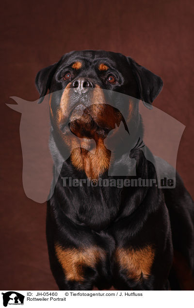Rottweiler Portrait / Rottweiler Portrait / JH-05460