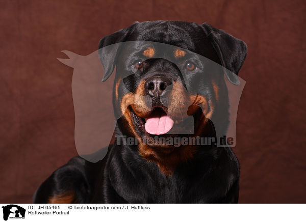 Rottweiler Portrait / Rottweiler Portrait / JH-05465
