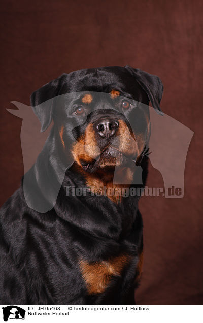 Rottweiler Portrait / Rottweiler Portrait / JH-05468