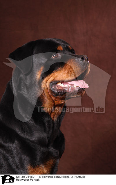 Rottweiler Portrait / Rottweiler Portrait / JH-05469