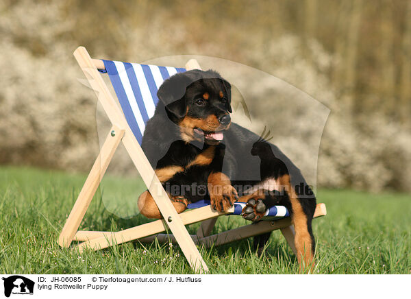 liegender Rottweiler Welpe / lying Rottweiler Puppy / JH-06085