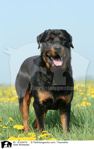 Rottweiler Rde / male Rottweiler / IF-04474