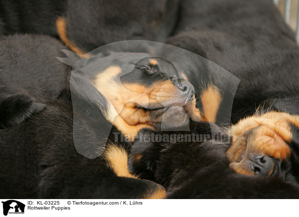 Rottweiler Welpen / Rottweiler Puppies / KL-03225