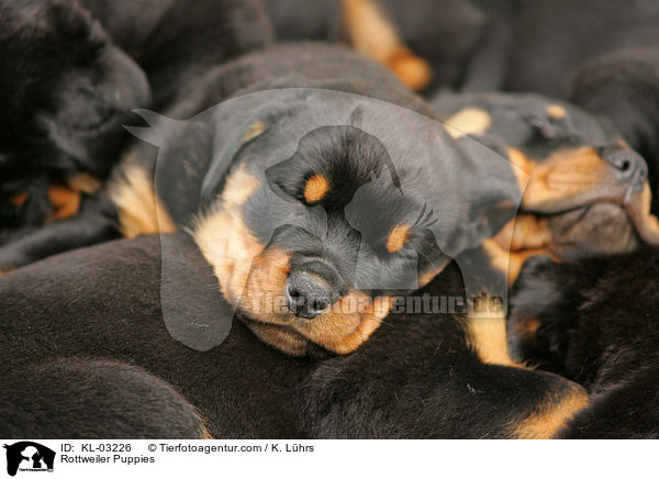 Rottweiler Welpen / Rottweiler Puppies / KL-03226