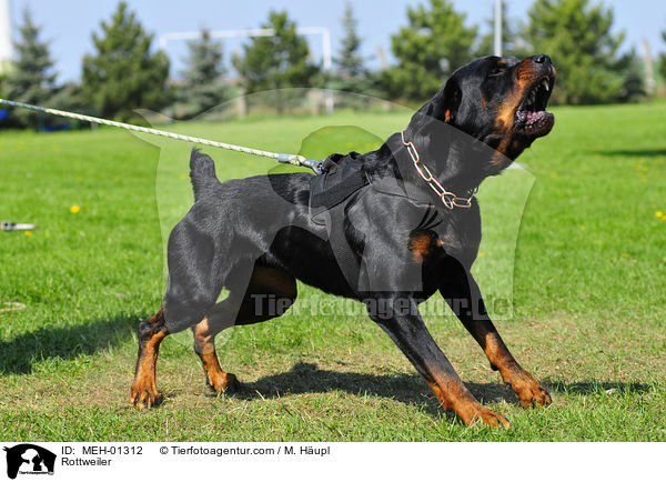 Rottweiler beim Schutzhundsport / Rottweiler / MEH-01312