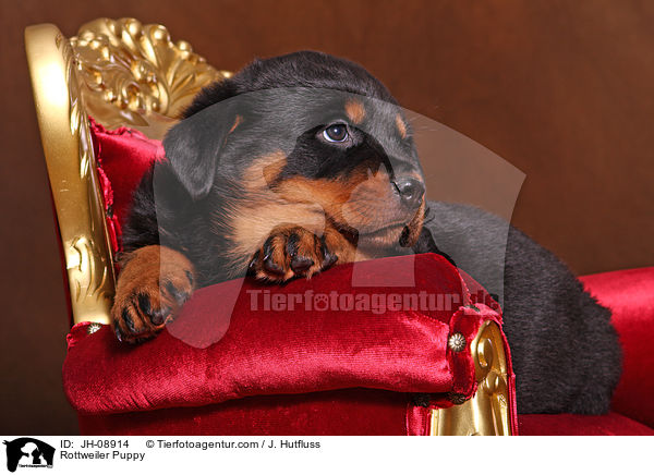 Rottweiler Welpe / Rottweiler Puppy / JH-08914