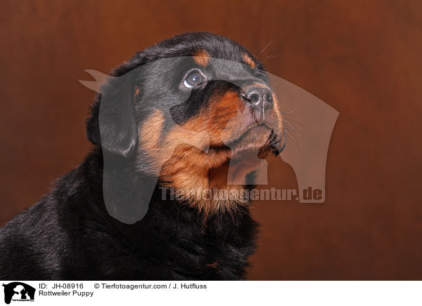 Rottweiler Welpe / Rottweiler Puppy / JH-08916