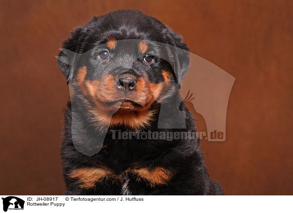 Rottweiler Welpe / Rottweiler Puppy / JH-08917