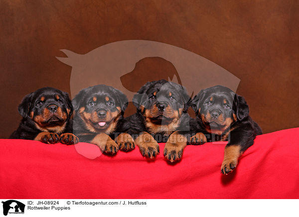 Rottweiler Welpen / Rottweiler Puppies / JH-08924