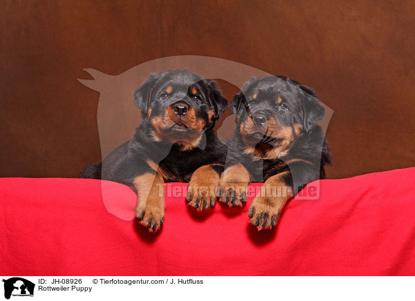 Rottweiler Welpe / Rottweiler Puppy / JH-08926