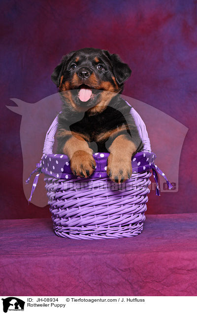 Rottweiler Welpe / Rottweiler Puppy / JH-08934