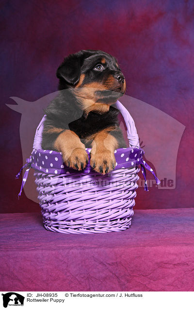 Rottweiler Welpe / Rottweiler Puppy / JH-08935