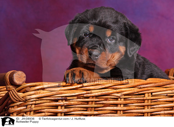 Rottweiler Welpe / Rottweiler Puppy / JH-08936
