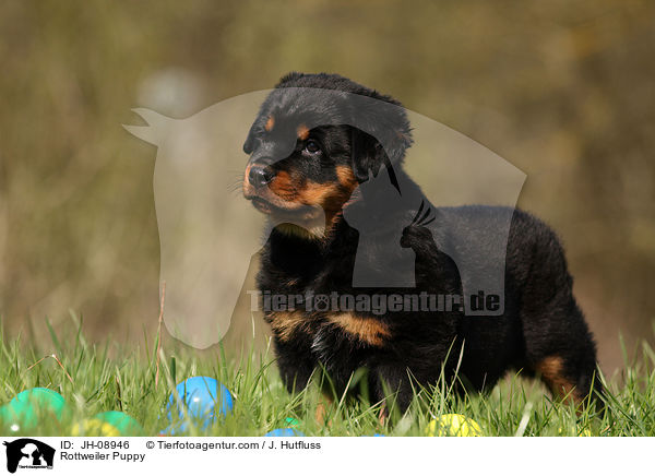 Rottweiler Welpe / Rottweiler Puppy / JH-08946