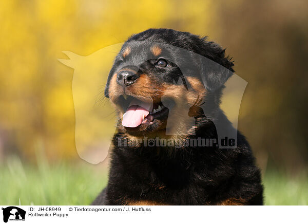 Rottweiler Puppy / JH-08949