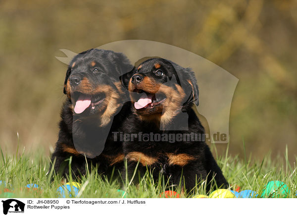 Rottweiler Puppies / JH-08950