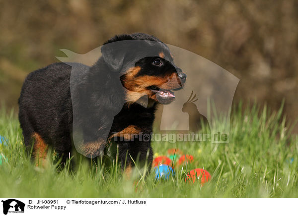 Rottweiler Puppy / JH-08951