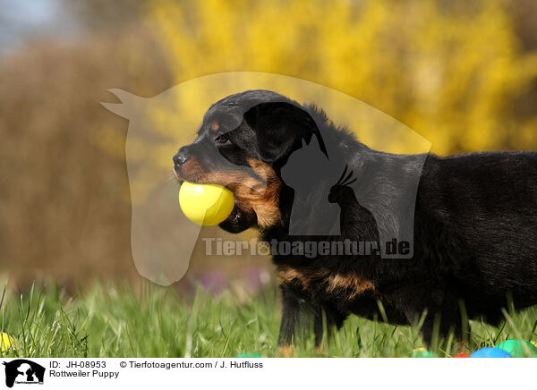 Rottweiler Welpe / Rottweiler Puppy / JH-08953
