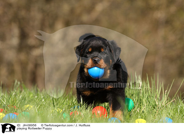 spielender Rottweiler Welpe / playing Rottweiler Puppy / JH-08956