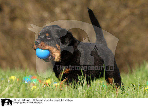 spielender Rottweiler Welpe / playing Rottweiler Puppy / JH-08957