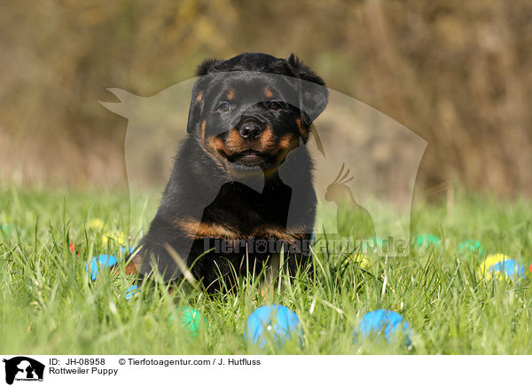 Rottweiler Welpe / Rottweiler Puppy / JH-08958