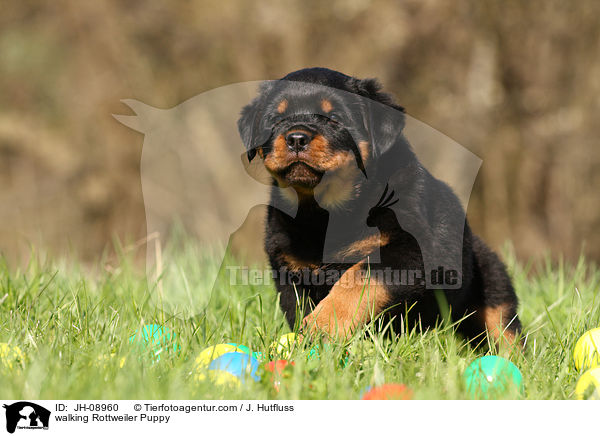 laufender Rottweiler Welpe / walking Rottweiler Puppy / JH-08960