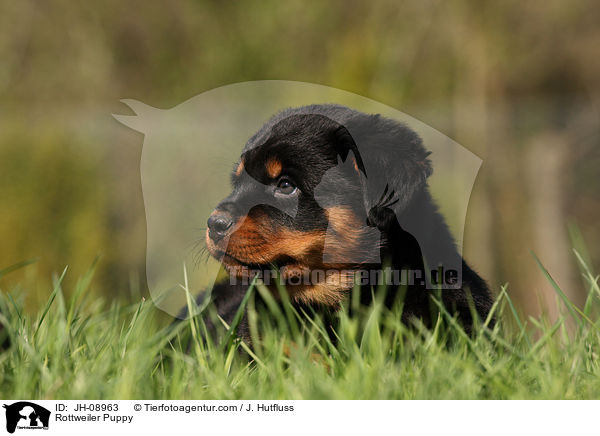 Rottweiler Welpe / Rottweiler Puppy / JH-08963