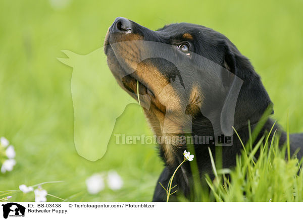 Rottweiler Welpe / Rottweiler Puppy / BS-03438