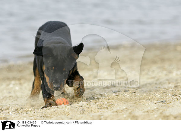 Rottweiler Welpe / Rottweiler Puppy / BS-03439