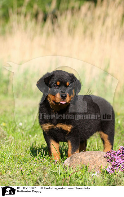 Rottweiler Puppy / IF-05567