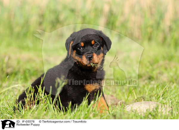 Rottweiler Welpe / Rottweiler Puppy / IF-05576