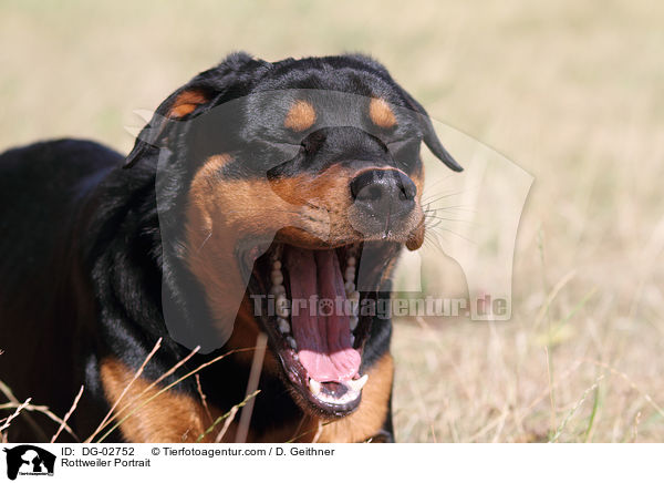 Rottweiler Portrait / Rottweiler Portrait / DG-02752