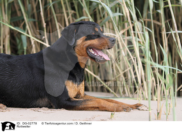 Rottweiler / Rottweiler / DG-02778