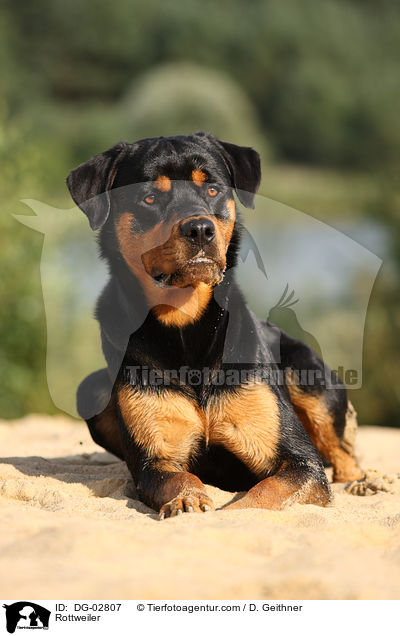 Rottweiler / Rottweiler / DG-02807
