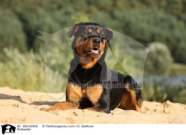 Rottweiler / Rottweiler / DG-02808