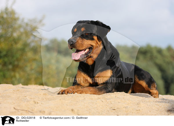Rottweiler / Rottweiler / DG-02818