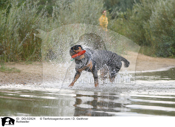 Rottweiler / Rottweiler / DG-02824