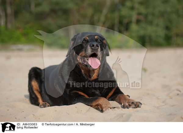 liegender Rottweiler / lying Rottweiler / AM-03063