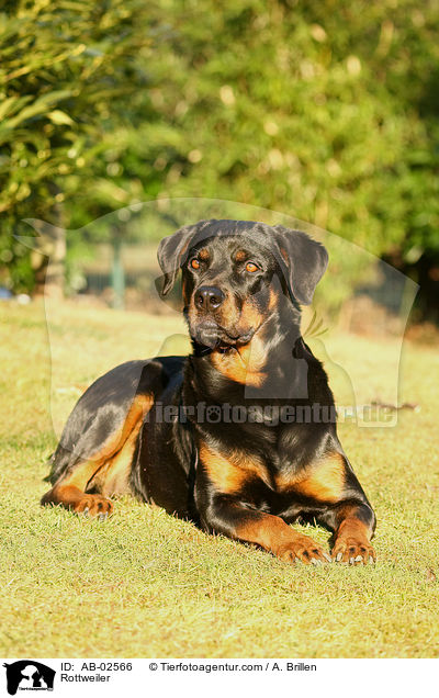 Rottweiler / Rottweiler / AB-02566