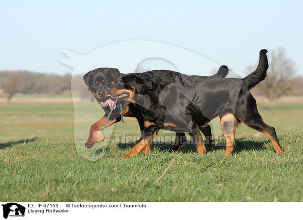 playing Rottweiler / IF-07153