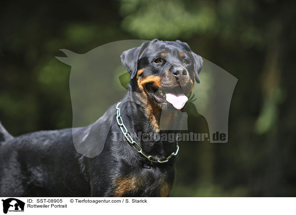 Rottweiler Portrait / Rottweiler Portrait / SST-08905