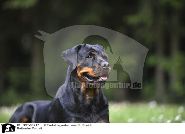 Rottweiler Portrait / Rottweiler Portrait / SST-08917