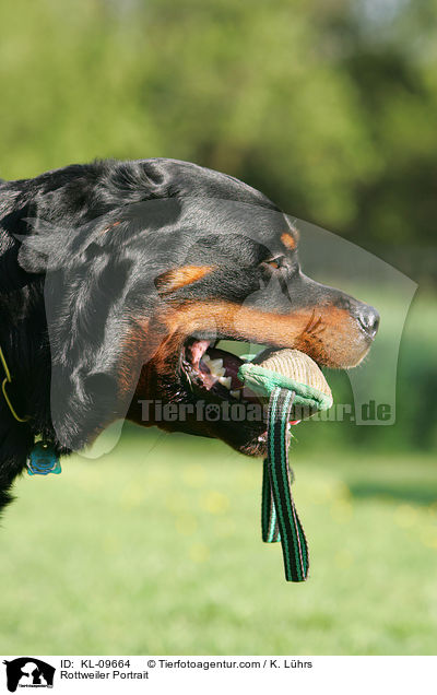 Rottweiler Portrait / Rottweiler Portrait / KL-09664